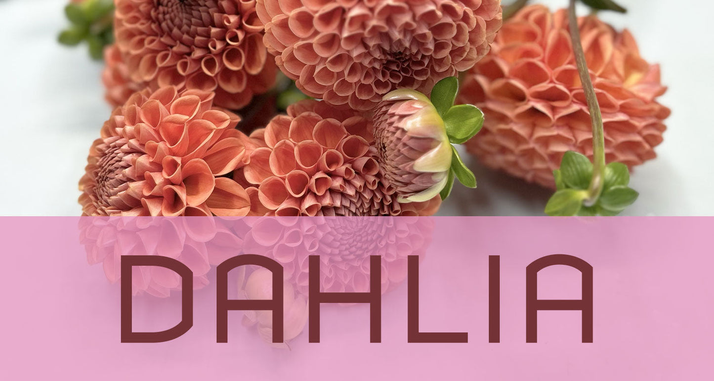 Best in Bloom: Dahlia