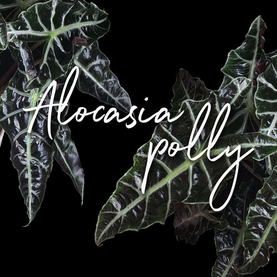 view of dark green Alocasia Polly leaves with prominent white veins, overlaid with the text ‘Alocasia Polly’ in elegant white script font. Order online for plants & flowers from the best florist in Toronto near you.