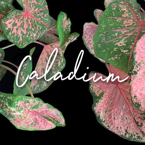 image of vibrant Caladium leaves with the word ‘Caladium’ written in elegant cursive text. Order online for plants & flowers from the best florist in Toronto near you.