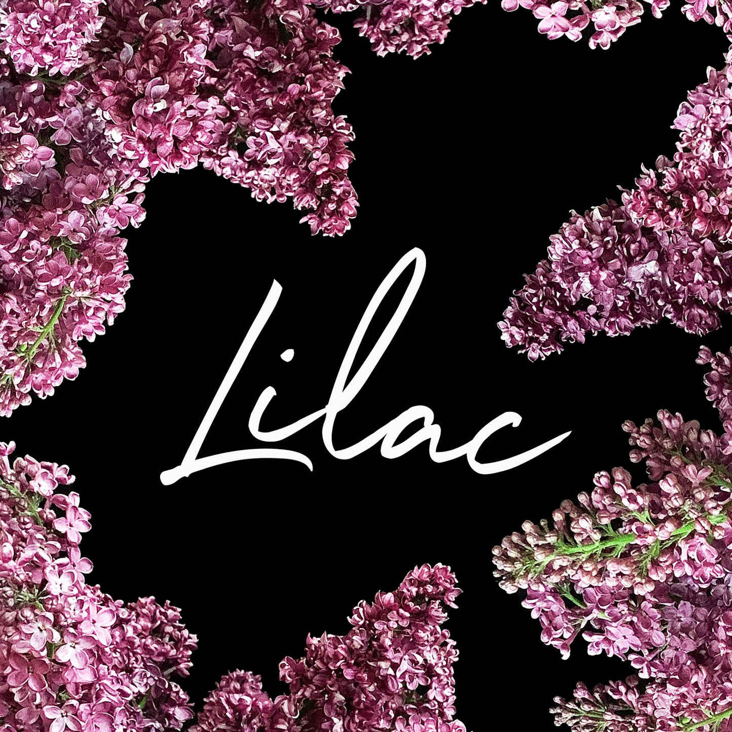 Clusters of lilac flowers surrounding the elegantly written word ‘Lilac’ on a black background.Order online for plants & flowers from the best florist in Toronto near you.