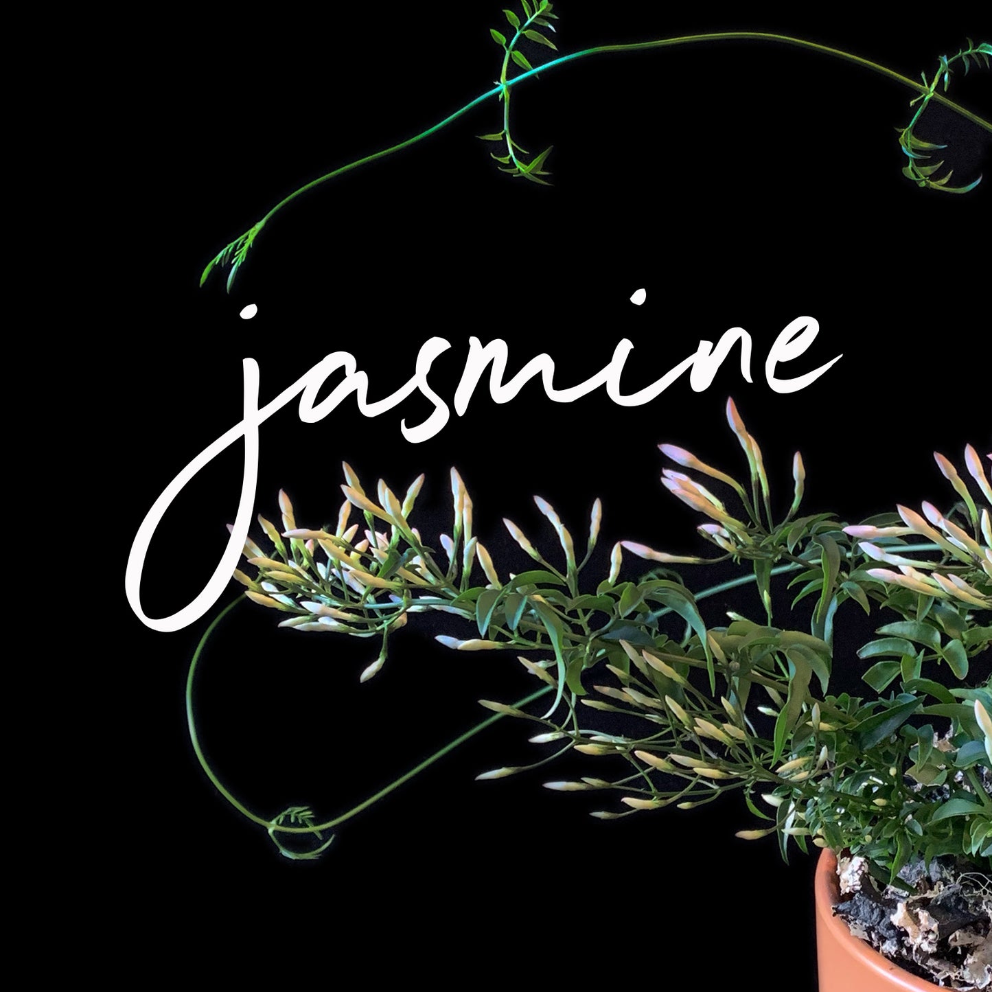 A potted jasmine plant with green leaves and white flowers against a dark background, with the word ‘jasmine’ written in elegant white script. Order online for plants & flowers from the best florist in Toronto near you.