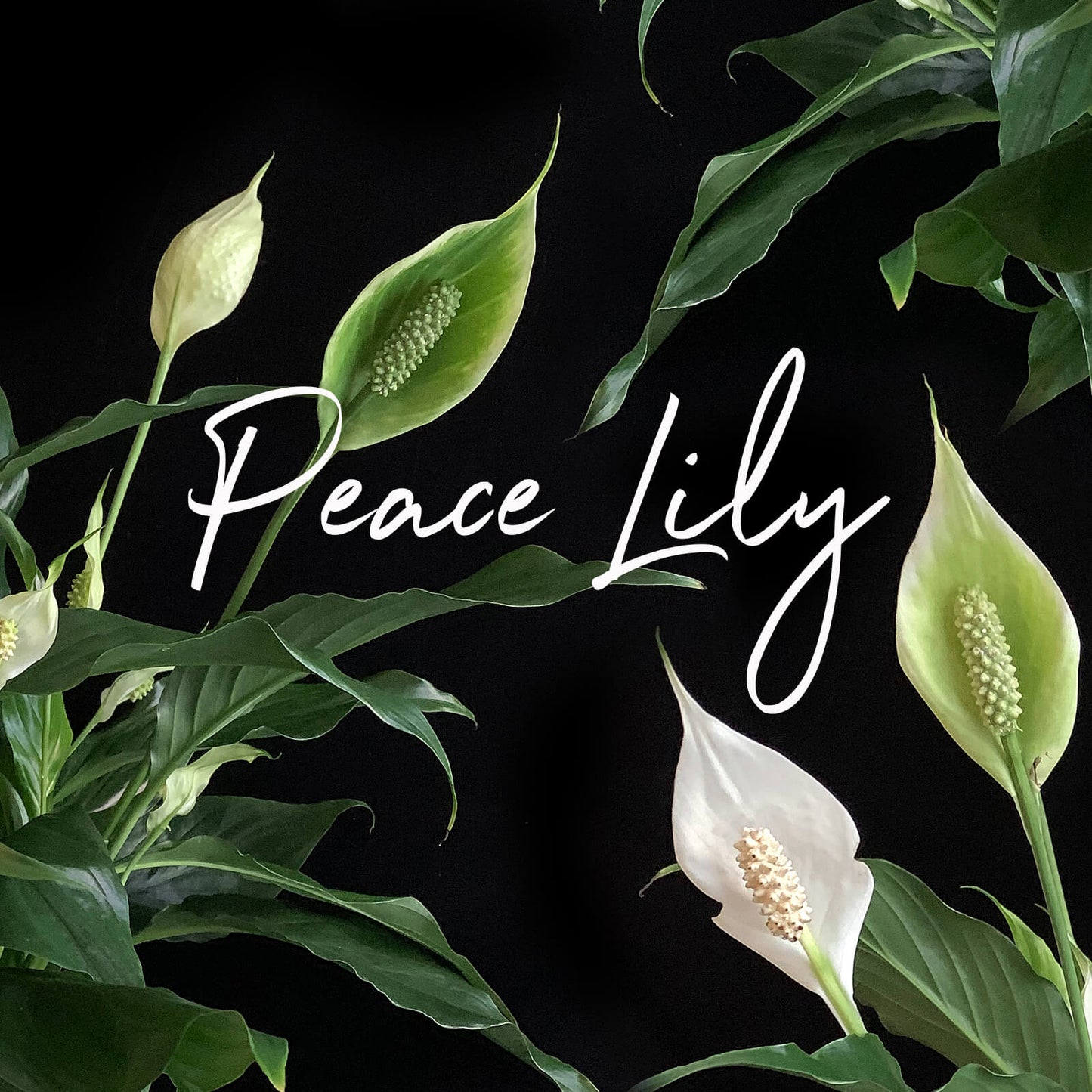 various views of peace lily plants against a dark background.Order online for plants & flowers from the best florist in Toronto near you.