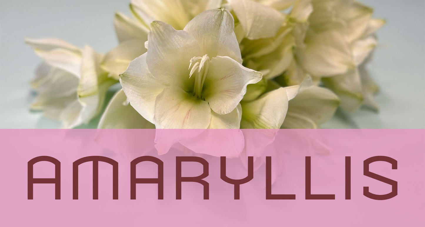 Best in Bloom: Amaryllis