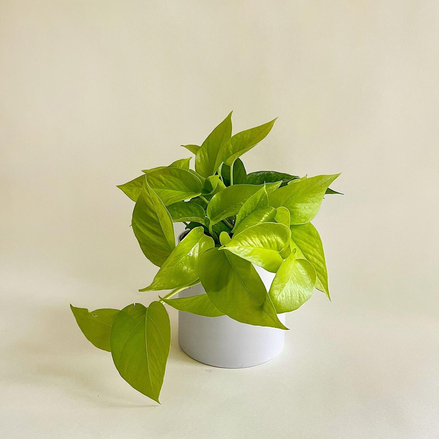 Quince Flowers Marveleaves monthly plant subscription, Toronto flower and plant delivery. Order online for flower & plant subscriptions from the best florist in Toronto near you.