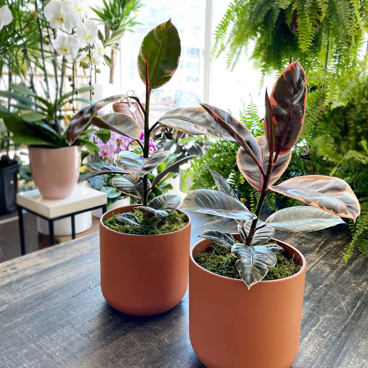 Quince Flowers Marveleaves monthly plant subscription, Toronto flower and plant delivery, rubber tree with variegated leaves. Order online for flower & plant subscriptions from the best florist in Toronto near you.