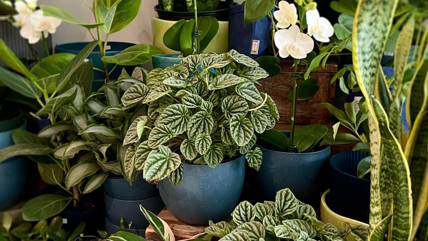 house plants vancouver Marveleaves Plant Subscription Service from Toronto's Best Florist – Quince Flowers