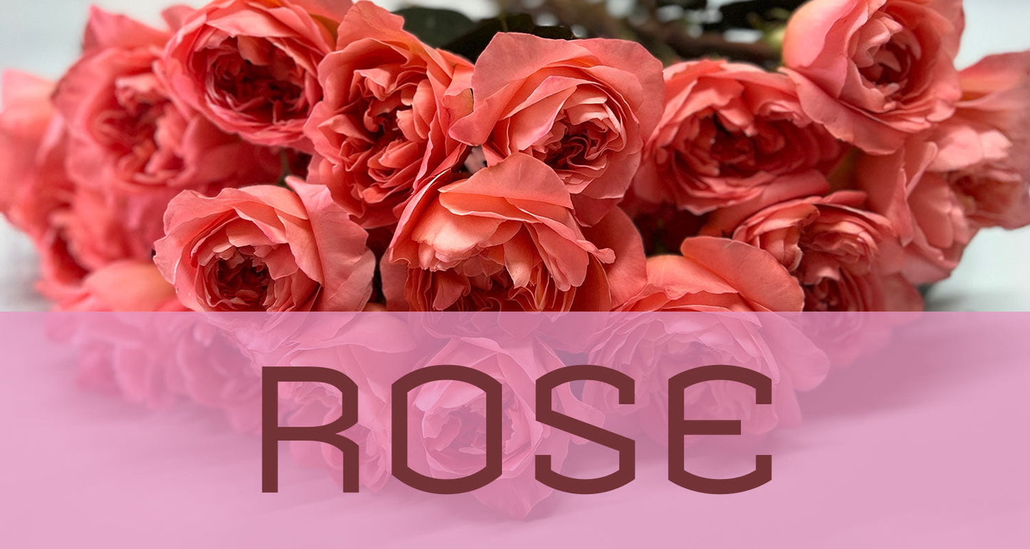 Best in Bloom: Rose