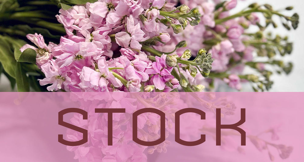 Best in Bloom: Stock In Trade