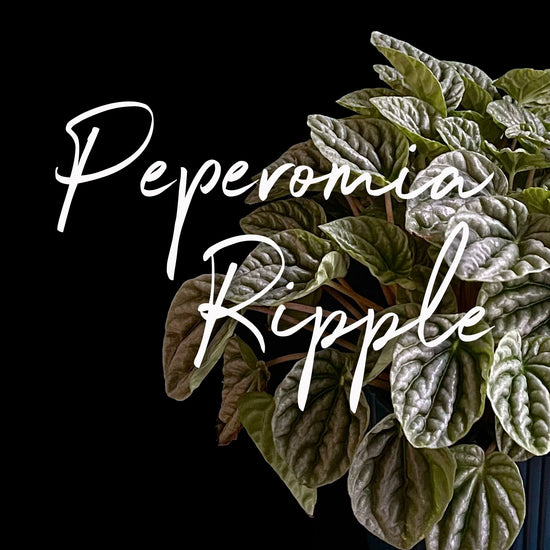 mage of a Peperomia Ripple plant with its name written in elegant white text against a dark background.Order online for plants & flowers from the best florist in Toronto near you.