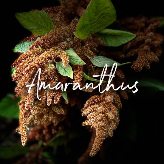 Behind the Bloom: Amaranthus