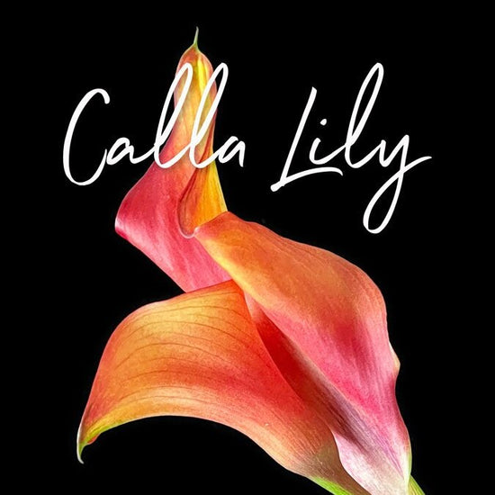 stunning Calla Lily flower. Its vibrant colors transition from deep orange at the base to light pink towards the tips. Order online for plants & flowers from the best florist in Toronto near you.
