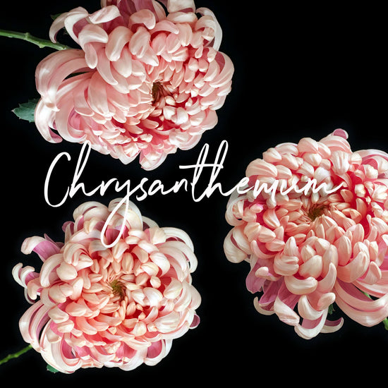 A dark background with three vibrant pink and white chrysanthemum flowers and the word ‘Chrysanthemum’ written in elegant white script.Order online for plants & flowers from the best florist in Toronto near you.