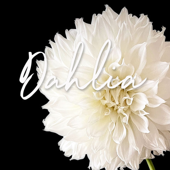 stunning white dahlia flower. The intricate details of the petals are beautifully captured, and the bright white color stands out against the solid black background.Order online for plants & flowers from the best florist in Toronto near you.