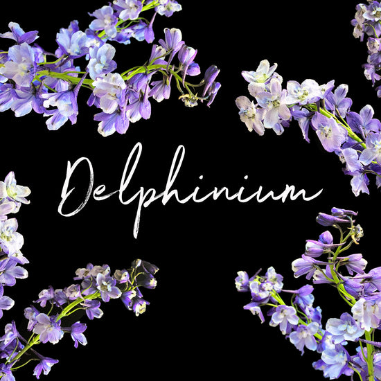 Behind the Bloom: Delphinium