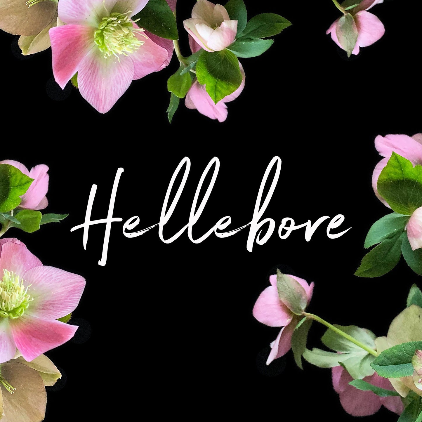 Behind the Bloom: Hellebore