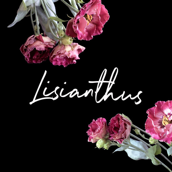 Behind the Bloom: Lisianthus