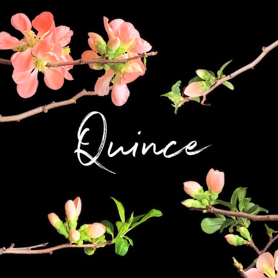 Artistic display of pinkish-orange quince blossoms on thin brown branches with small green leaves, Order online for same-day flower delivery from the best florist in Toronto near you.