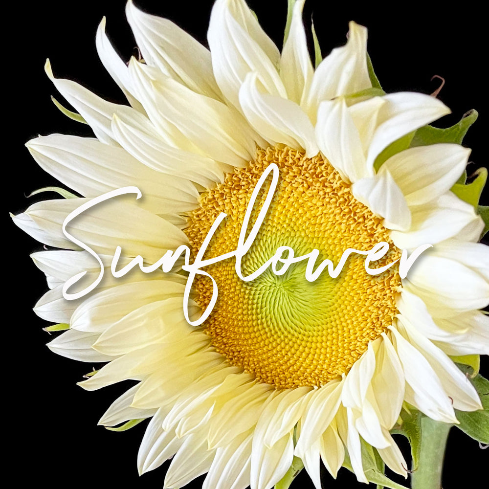  view of a white sunflower with delicate petals and a yellow textured center, set against a dark background. The word ‘Sunflower’ is elegantly written across it. Order online for plants & flowers from the best florist in Toronto near you.