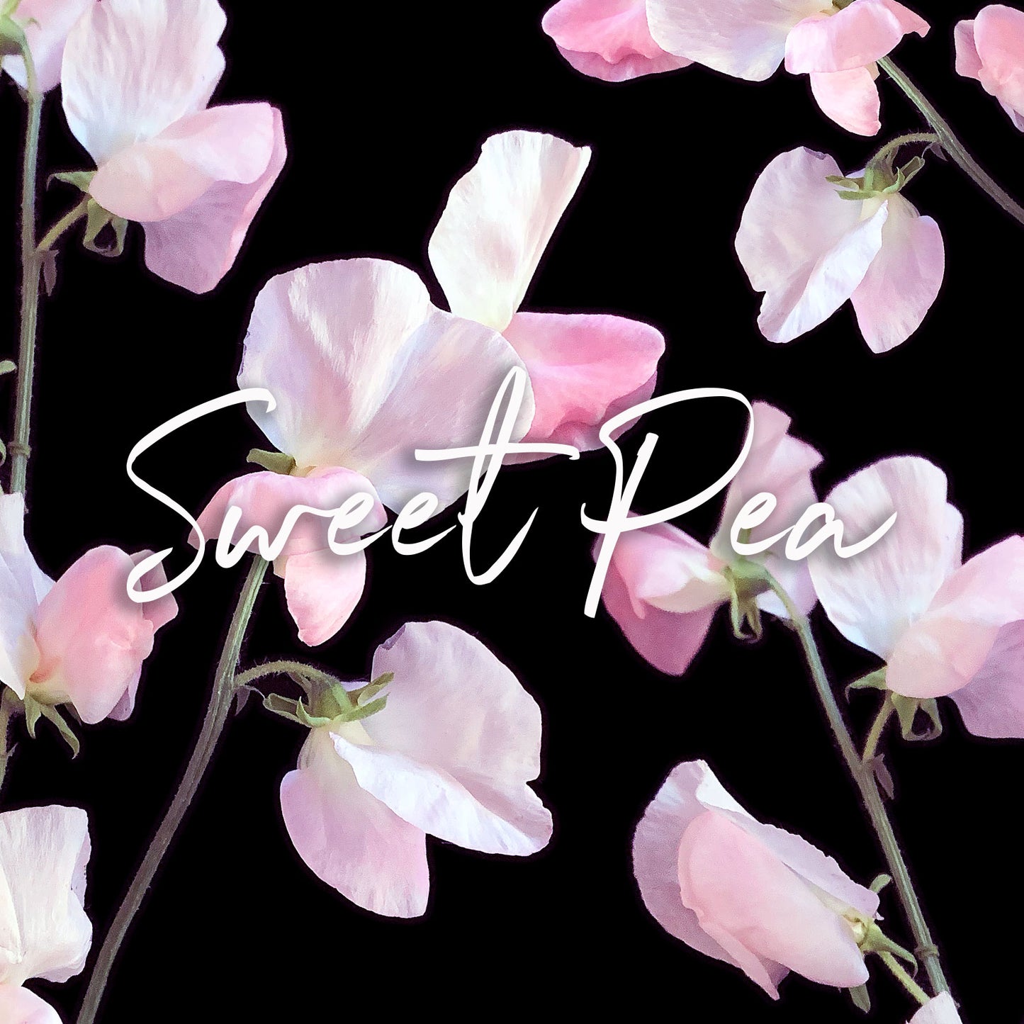 A digital image featuring light pink Sweet Pea flowers against a dark background with the text ‘Sweet Pea’ overlaid in elegant script.Order online for plants & flowers from the best florist in Toronto near you.