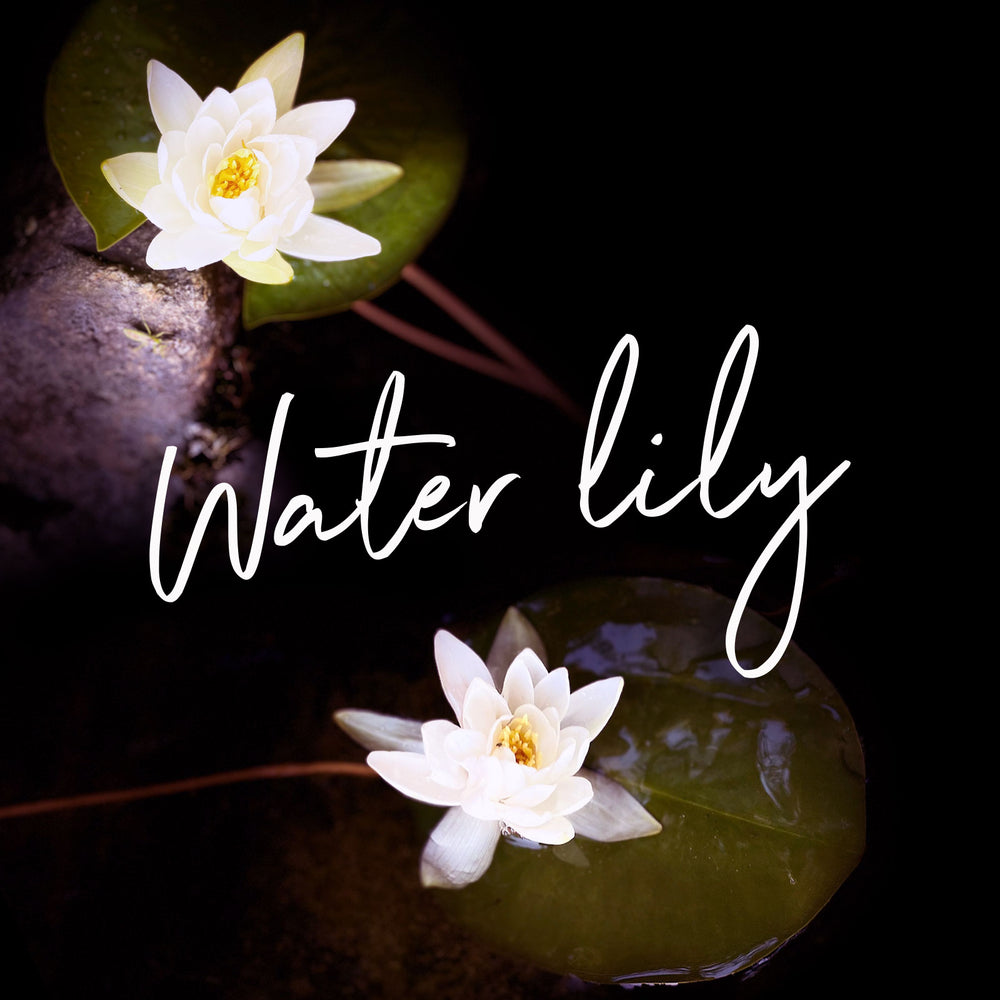 An image of two white water lilies with the text ‘Water lily’ written in elegant cursive font. Order online for plants & flowers from the best florist in Toronto near you.