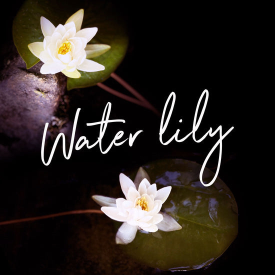 Behind the Bloom: Water Lily