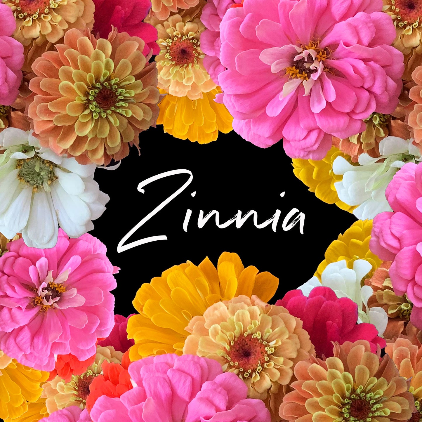 Behind the Bloom: Zinnia