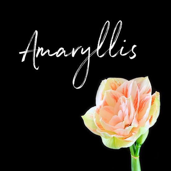 Behind the Bloom: Amaryllis
