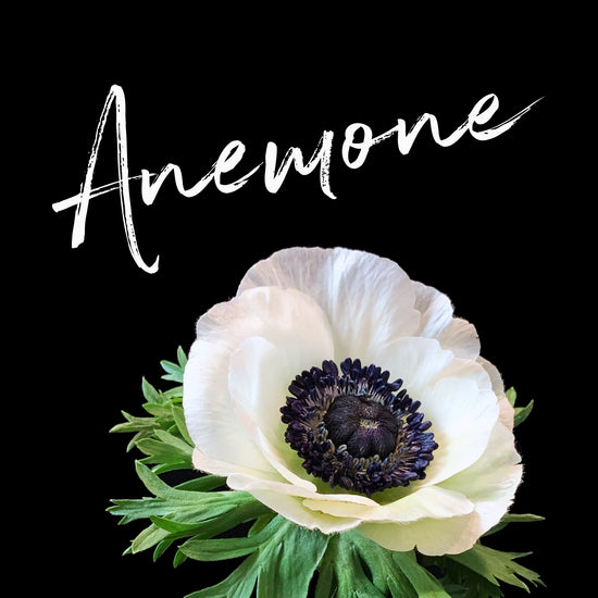 Behind the Bloom: Anemone