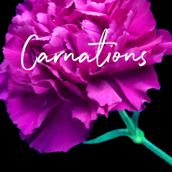 Behind the Bloom: Carnation