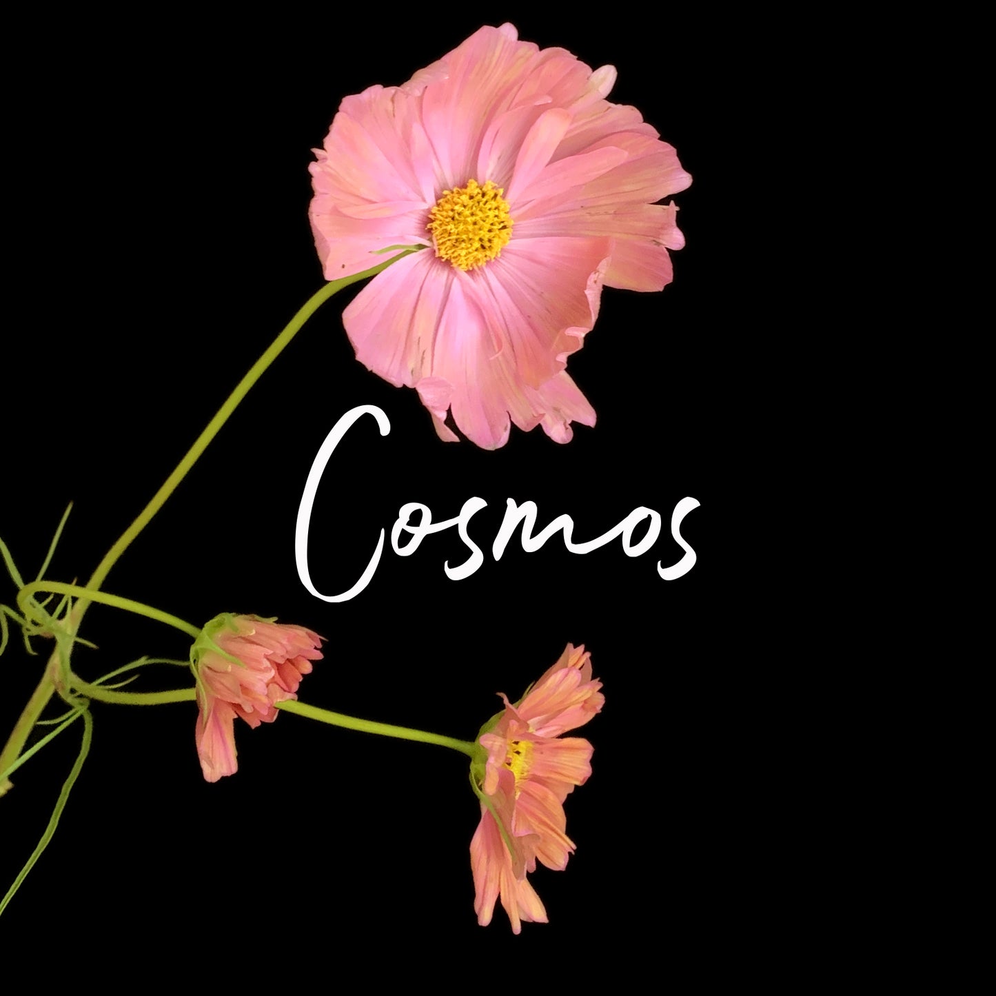 A pink Cosmos flower with a dark background. Order online for plants & flowers from the best florist in Toronto near you.
