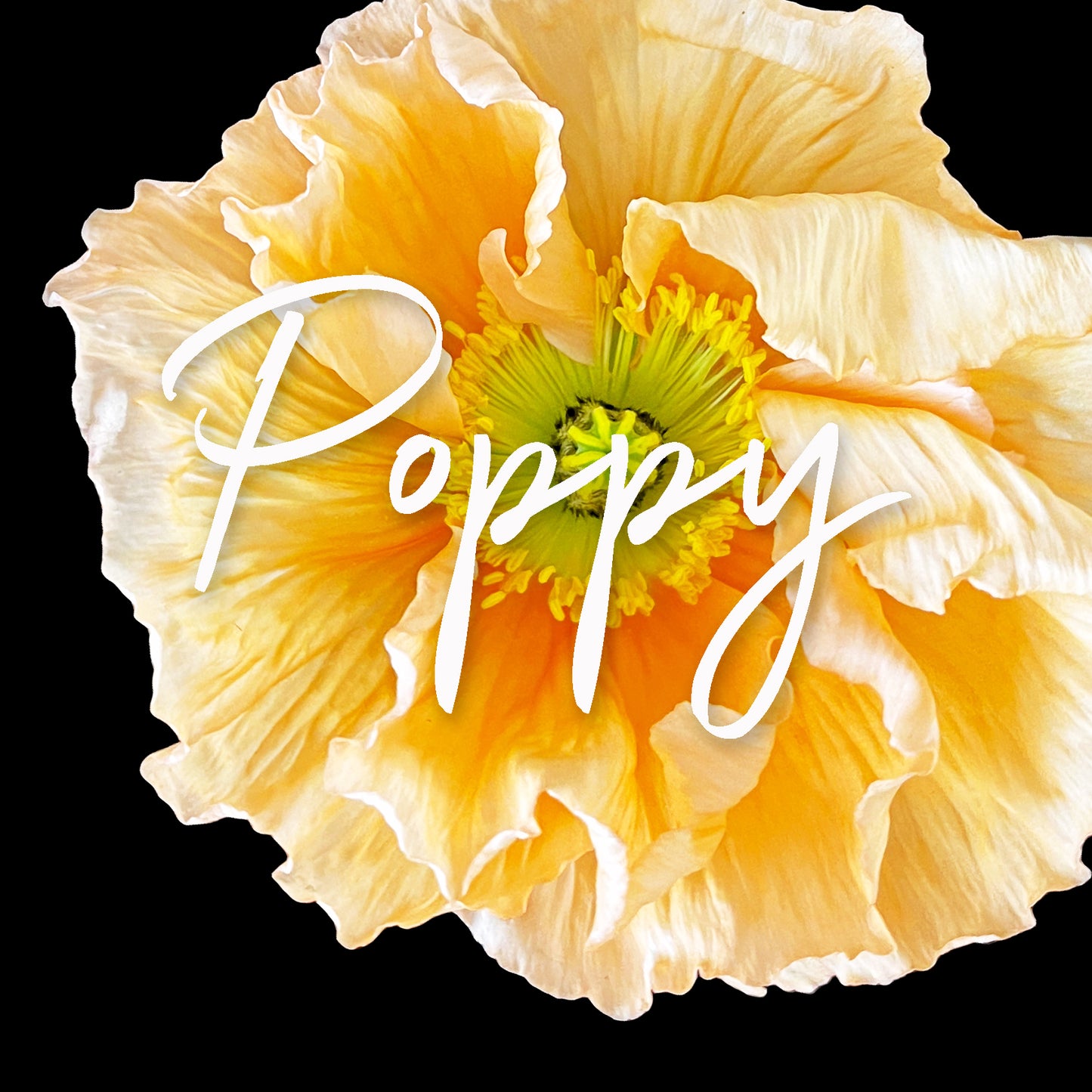 Behind the Bloom: Poppy