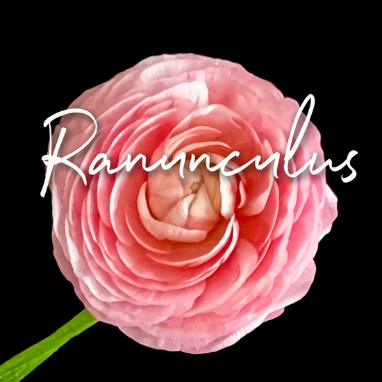  stunning pink Ranunculus flower. Its numerous, layered petals create a lush and full appearance. Order online for plants & flowers from the best florist in Toronto near you.