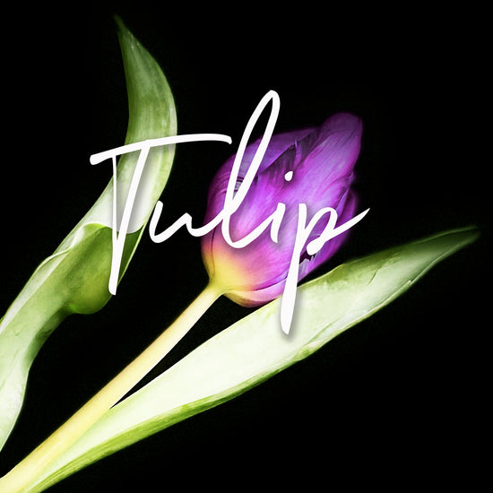 Purple tulip with green leaves on a dark background. Order online for plants & flowers from the best florist in Toronto near you.