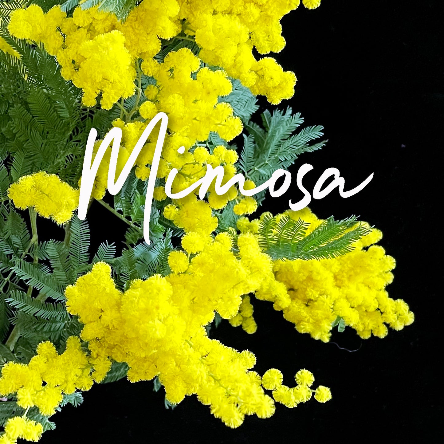 Discover the Symbolism and Beauty of Mimosa Flowers – Quince Flowers