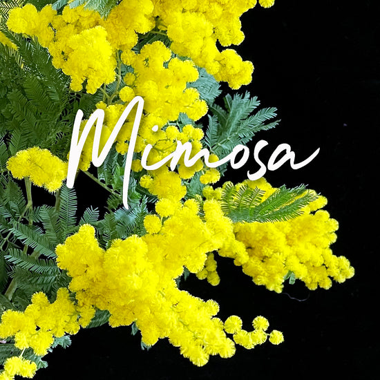  bright yellow mimosa flowers against a dark background. These delicate flowers are in full bloom, creating a vibrant contrast. Order online for plants & flowers from the best florist in Toronto near you.