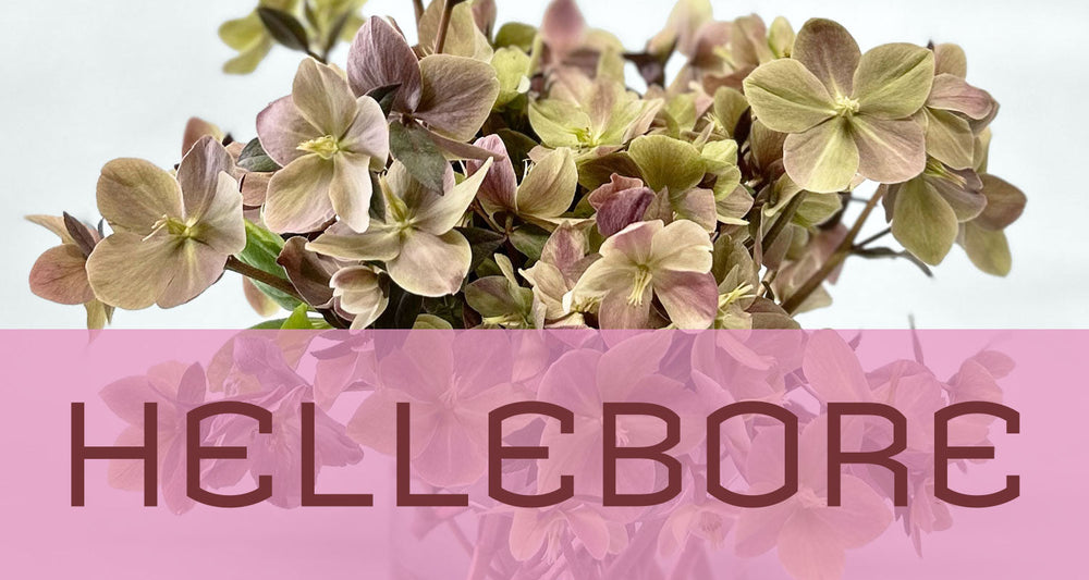 Best in Bloom: Hellebore