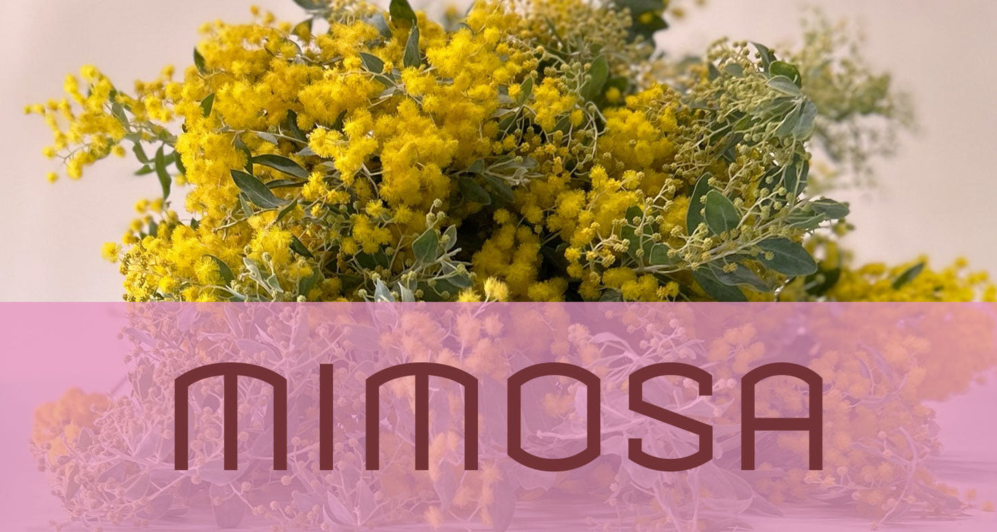 Best in Bloom: Mimosa