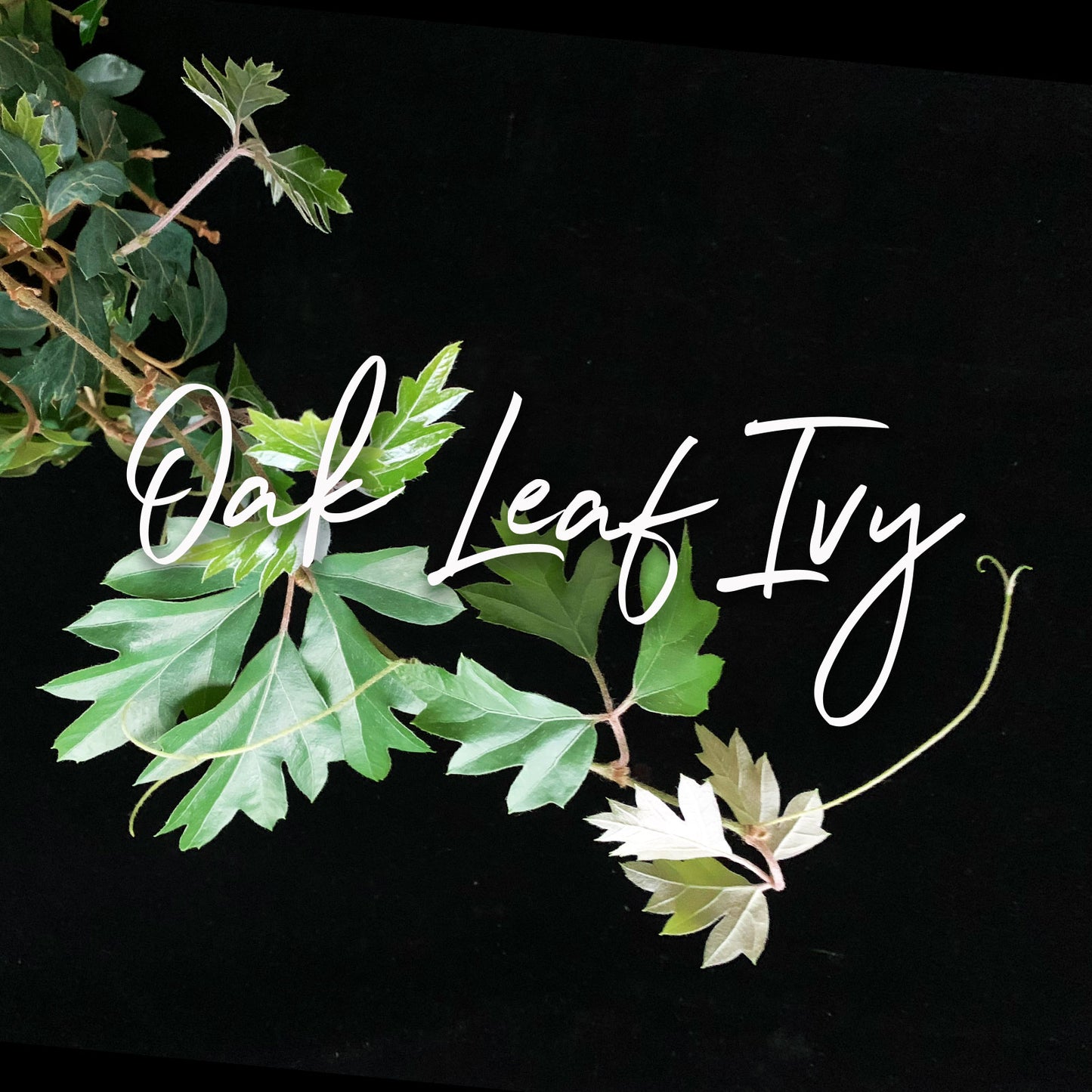 An image of Oak Leaf Ivy with its distinct leaves displayed against a dark background, accompanied by elegant white text labeling the plant. Order online for plants & flowers from the best florist in Toronto near you.
