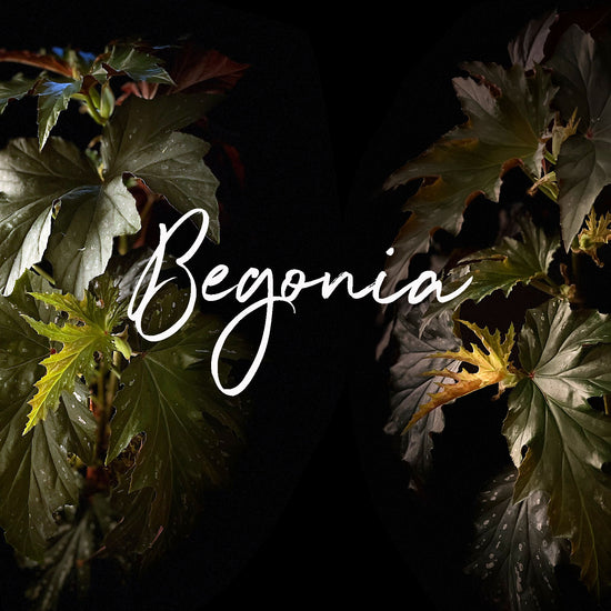 Begonia, a rare variety with striking foliage, available at Quince Flowers. Order online for same-day flower delivery from the best florist in Toronto near you.