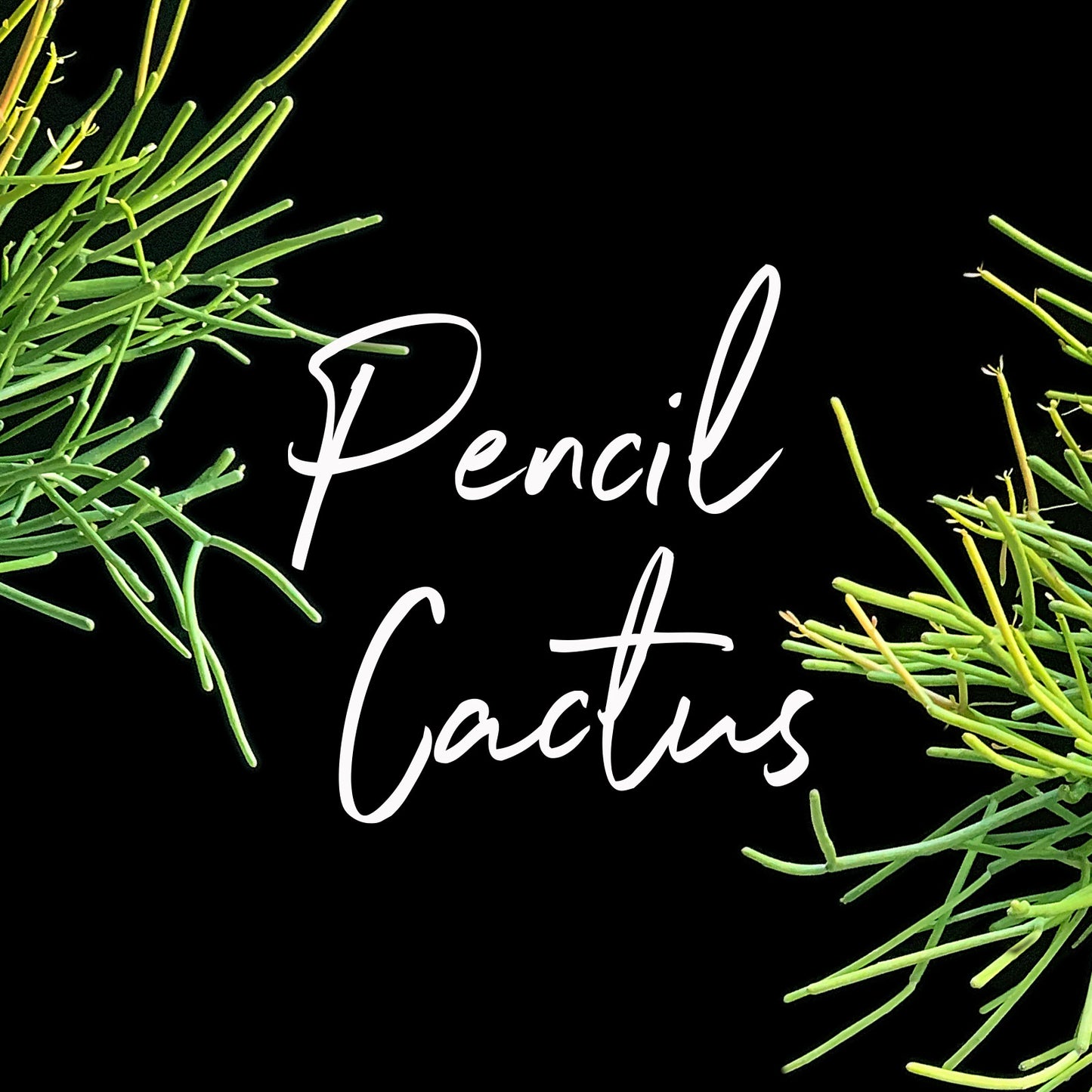 A close-up image of green pencil cactus branches on a black background with the white text ‘Pencil Cactus’ in the center.