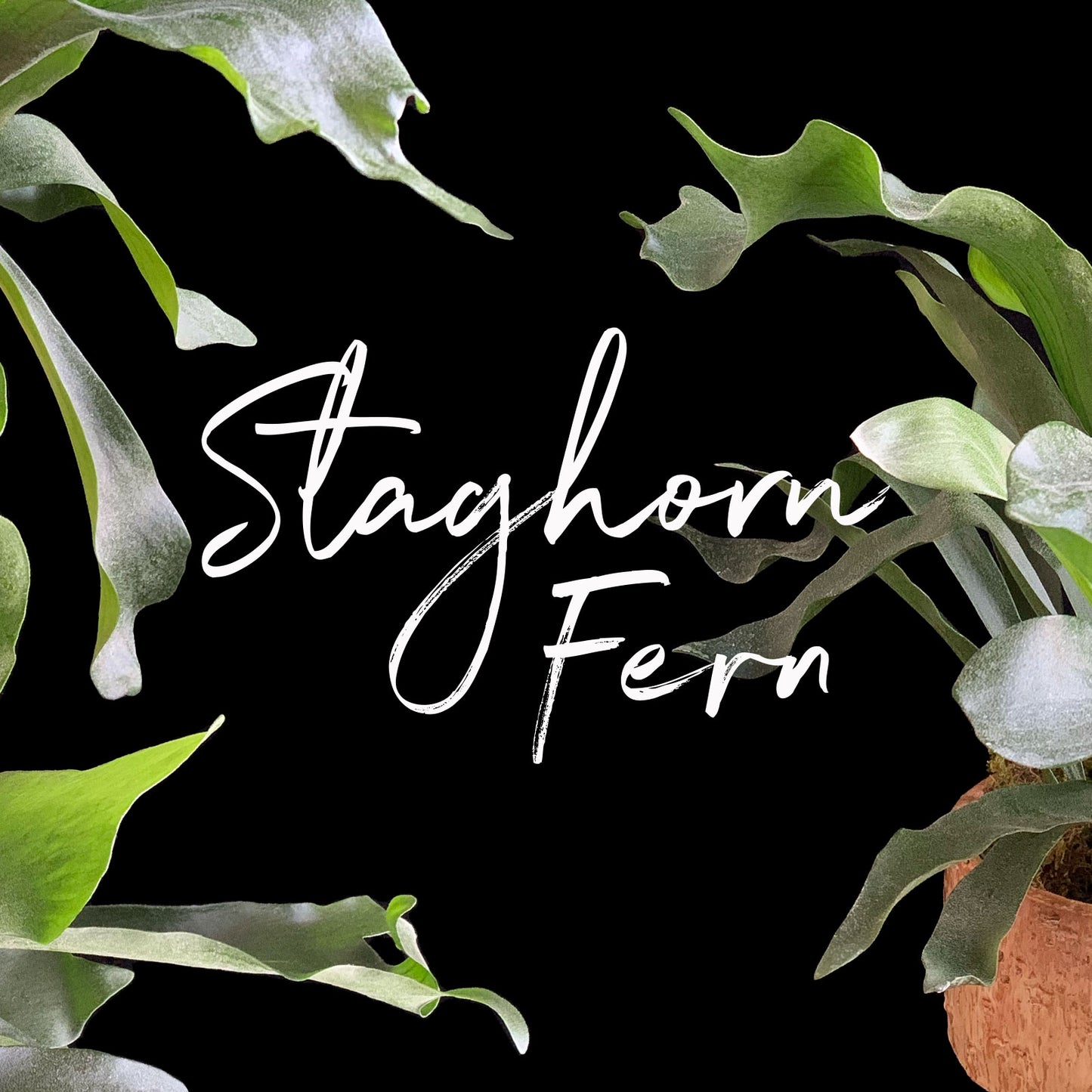 An image featuring the text ‘Staghorn Fern’ in elegant white script, surrounded by green staghorn fern leaves against a black background. Order online for same-day flower delivery from the best florist in Toronto near you.
