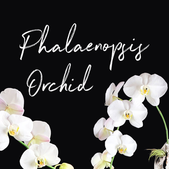 Plant Life: Phalaenopsis Orchid