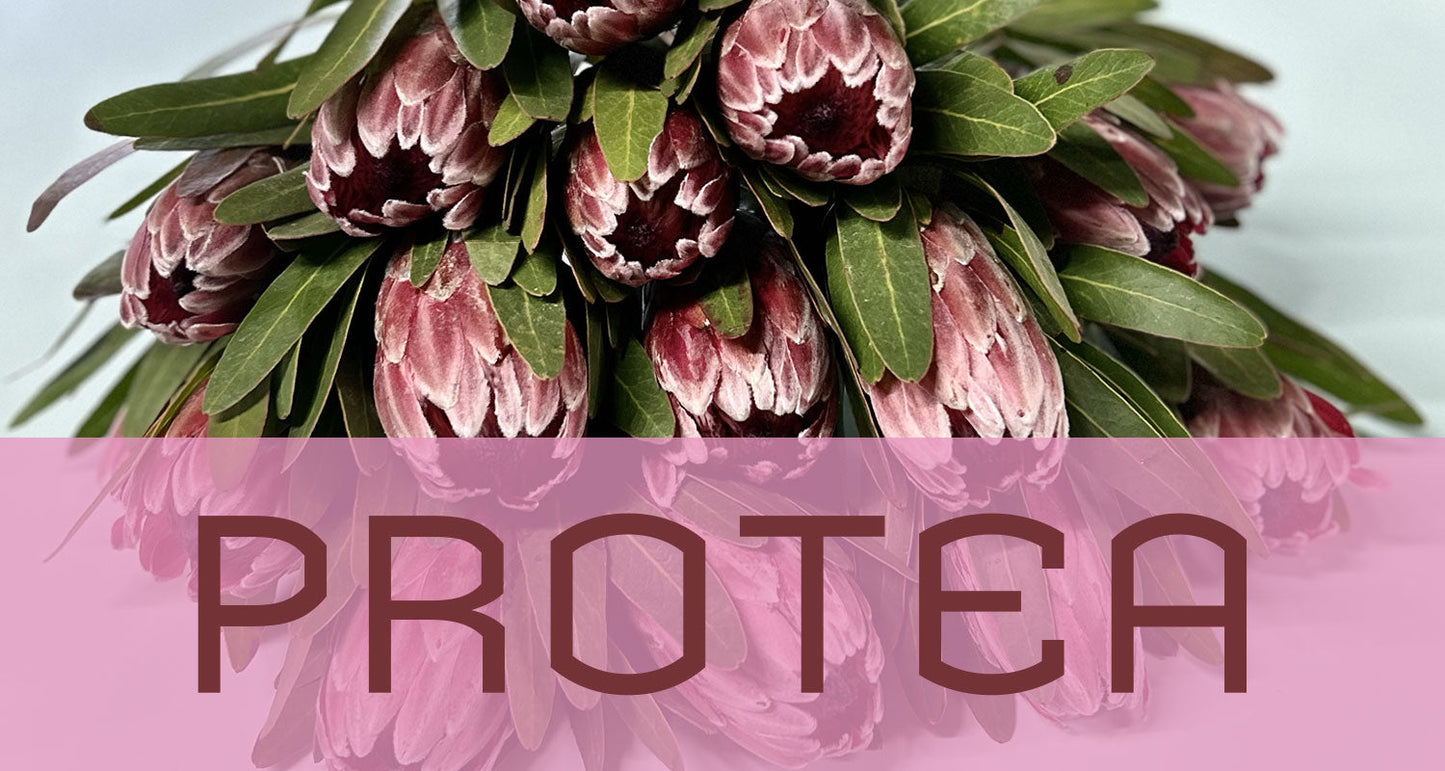 Best in Bloom: Protea