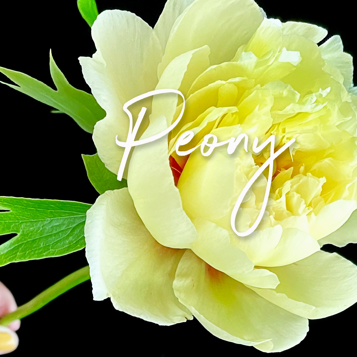 Behind the Bloom: Peony