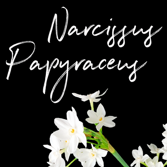 Behind the Bloom: Narcissus