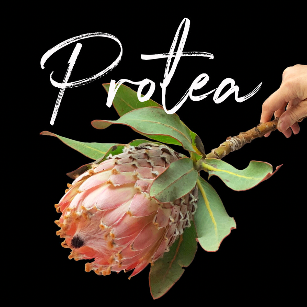 Behind the Bloom: Protea