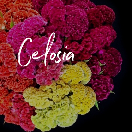 Behind the Bloom: Celosia