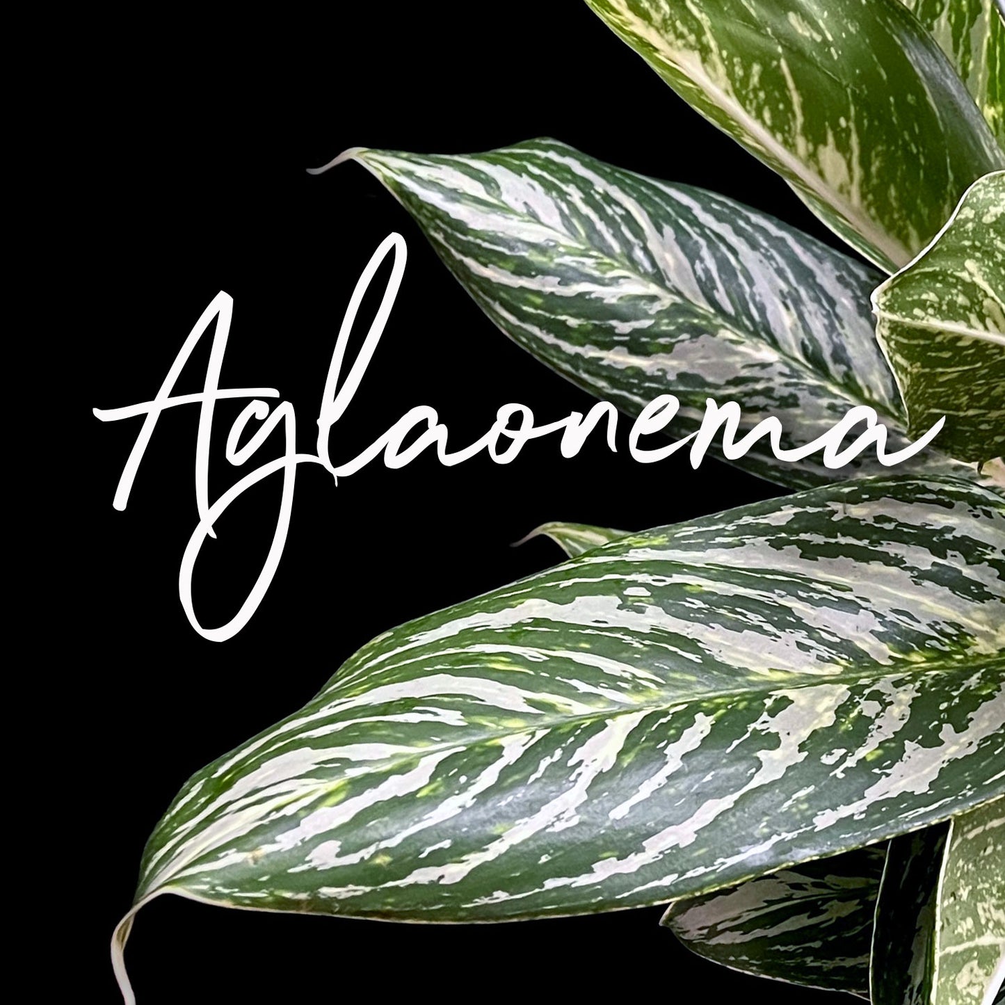 View of Aglaonema leaves. The leaves are vibrant and detailed, with a mix of green and creamy white colors creating intricate patterns. Order online for plants & flowers from the best florist in Toronto near you.