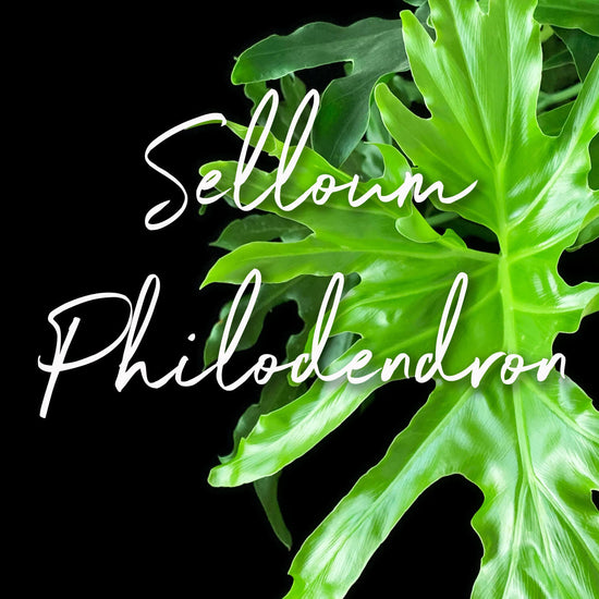 Plant Life: Selloum Philodendron