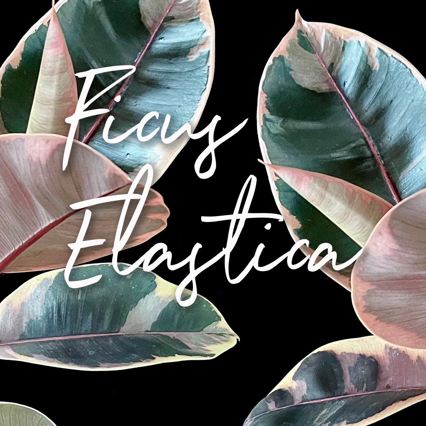 Plant Life: Ficus Elastica
